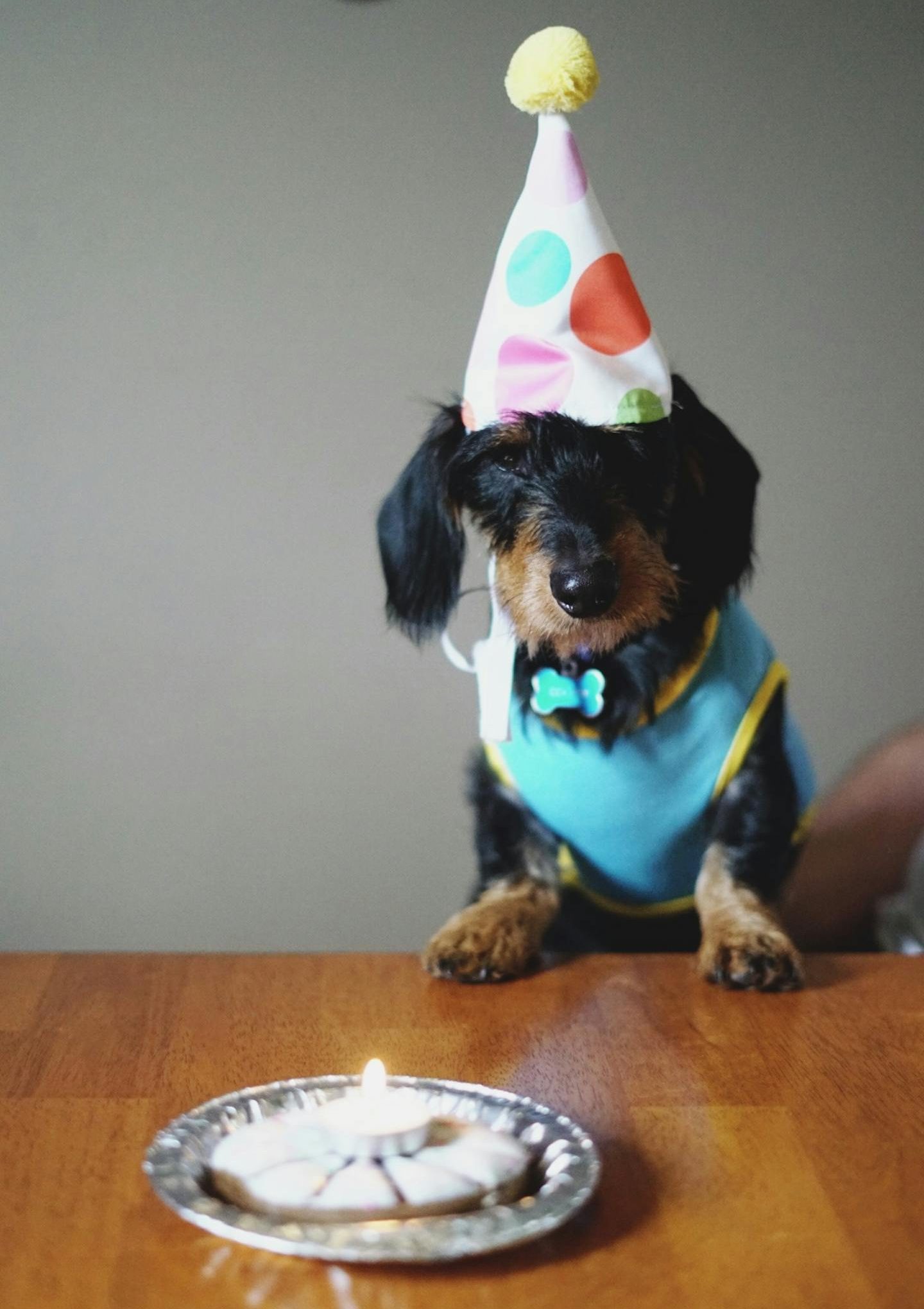 Adorable dog wearing a party hat sitting by birthday treats on a table.